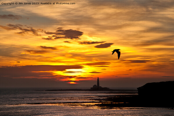 Sunrise, silhouettes and a seagull Picture Board by Jim Jones