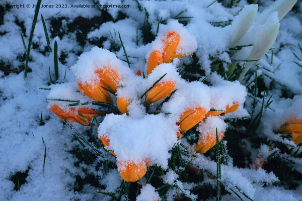 Snow in Springtime Picture Board by Jim Jones