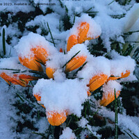 Buy canvas prints of Snow in Springtime by Jim Jones