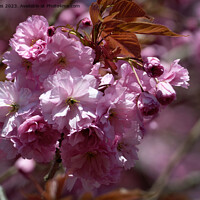 Buy canvas prints of Pink Cherry Blossom in Spring Sunshine by Jim Jones
