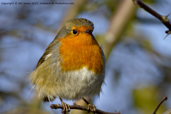  Robin in winter sunshine Picture Board by Jim Jones