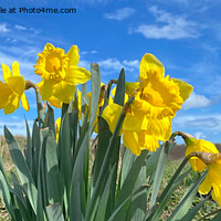Buy canvas prints of Spring Flowers Panorama by Jim Jones