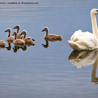 Buy canvas prints of Seven swans a-swimming! by Jim Jones