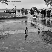 Buy canvas prints of Lovely Weather for Ducks! by Jim Jones