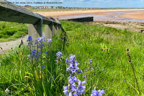Wild Bluebells on the path to the beach Picture Board by Jim Jones
