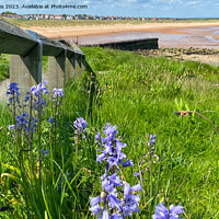 Buy canvas prints of Wild Bluebells on the path to the beach by Jim Jones