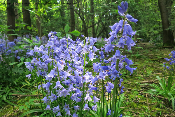 English Wild Flowers - Bluebells Picture Board by Jim Jones