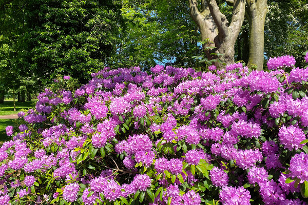 Rhododendron in full bloom Picture Board by Jim Jones