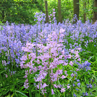 Buy canvas prints of Not all Bluebells are blue! by Jim Jones