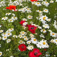 Buy canvas prints of English Wild Flowers - Ox-eye Daisies and Poppies - Portrait by Jim Jones