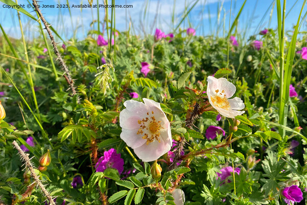 English Wild Flowers in the Sand Dunes Picture Board by Jim Jones