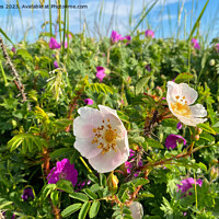 Buy canvas prints of English Wild Flowers in the Sand Dunes by Jim Jones