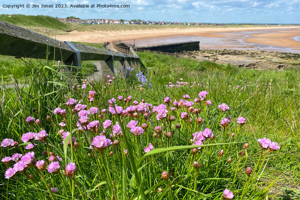 Wild Sea Thrift on the path to the beach Picture Board by Jim Jones