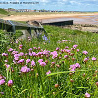 Buy canvas prints of Wild Sea Thrift on the path to the beach by Jim Jones