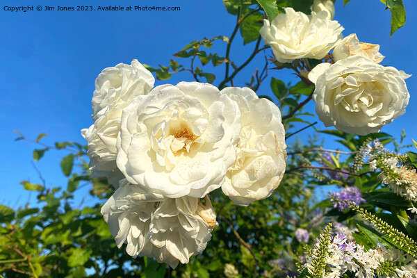 White Roses under a Blue Sky Picture Board by Jim Jones
