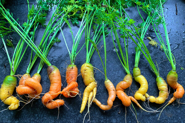 Wonky Carrots Picture Board by Jim Jones