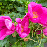 Buy canvas prints of English Wild Flowers - Dog Roses by Jim Jones