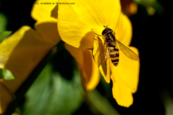 Hoverfly on Yellow Iris Picture Board by Jim Jones