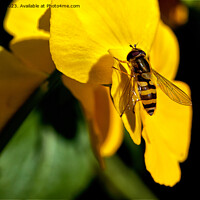 Buy canvas prints of Hoverfly on Yellow Iris by Jim Jones