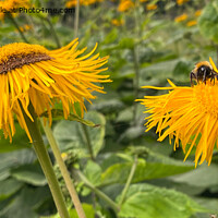 Buy canvas prints of Two bees, or not two bees, that is the question! by Jim Jones