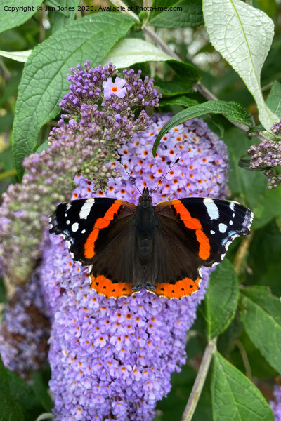 Red Admiral and Purple Lilac Picture Board by Jim Jones