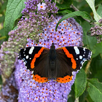Buy canvas prints of Red Admiral and Purple Lilac by Jim Jones