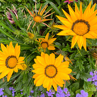 Buy canvas prints of Brightly Coloured Flowers by Jim Jones