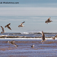 Buy canvas prints of Seagulls Panorama by Jim Jones