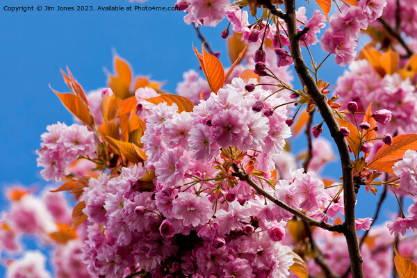 Blue sky and pink blossom Picture Board by Jim Jones