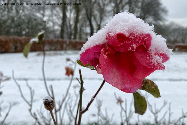 Summer Rose and Winter Snow Picture Board by Jim Jones
