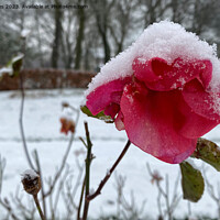 Buy canvas prints of Summer Rose and Winter Snow by Jim Jones