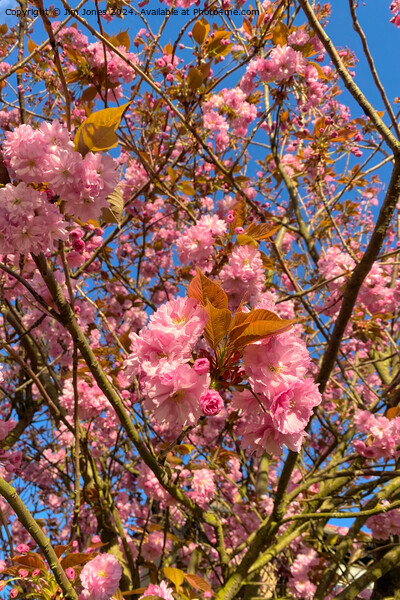 Sunlit Cherry Blossom Picture Board by Jim Jones