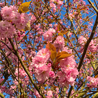 Buy canvas prints of Sunlit Cherry Blossom by Jim Jones