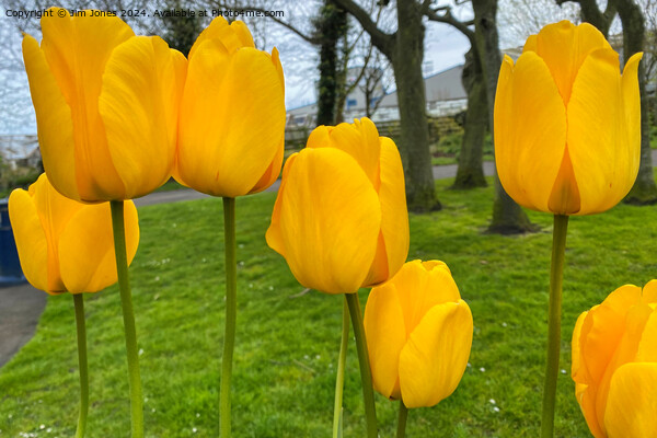 Yellow Tulips Picture Board by Jim Jones