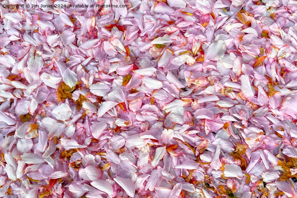 Fallen Blossom Picture Board by Jim Jones