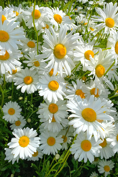 Oxeye Daisies in Sunshine Picture Board by Jim Jones