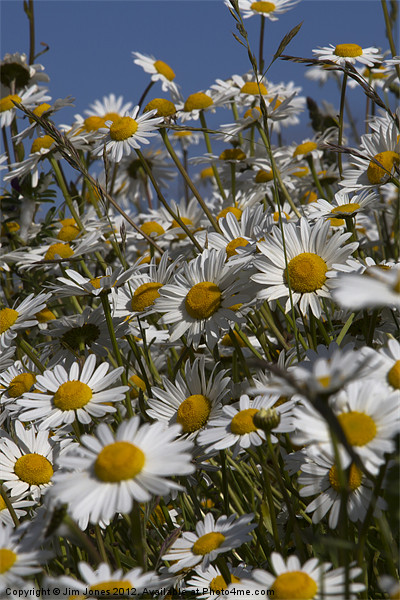 Northumberland Daisies Dance in Sunlight Picture Board by Jim Jones