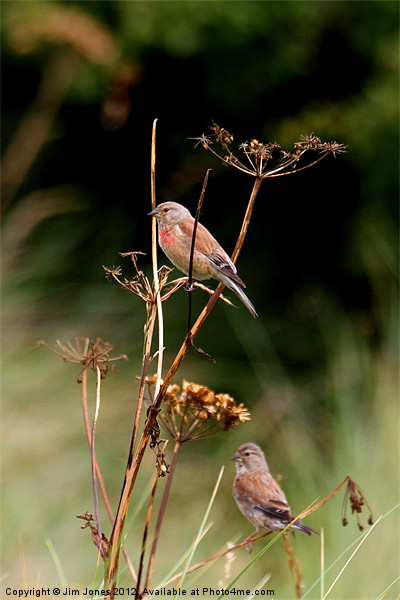 Lively Linnets in Northumberland Picture Board by Jim Jones