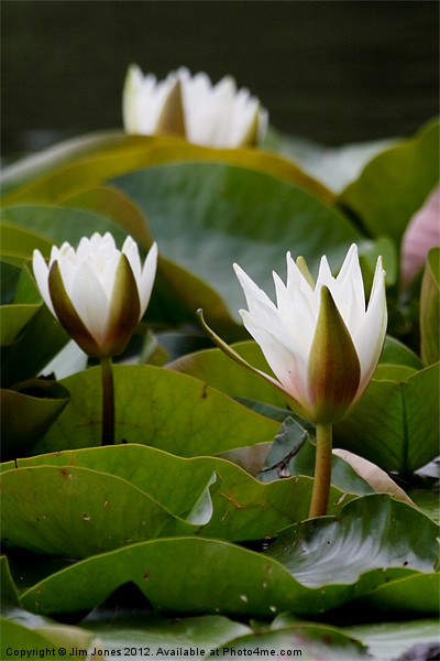 Water Lily Picture Board by Jim Jones