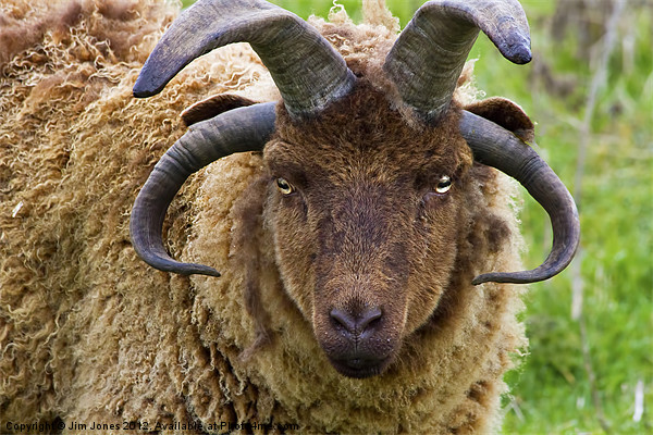 Majestic Manx Loaghtan Sheep Picture Board by Jim Jones