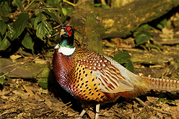 Ring-necked Pheasant (Phasianus colchicus) Picture Board by Jim Jones