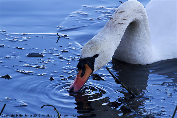 Swan drinking iced water Picture Board by Jim Jones