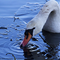 Buy canvas prints of Swan drinking iced water by Jim Jones