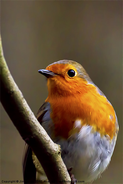 Bright eyed Robin Picture Board by Jim Jones