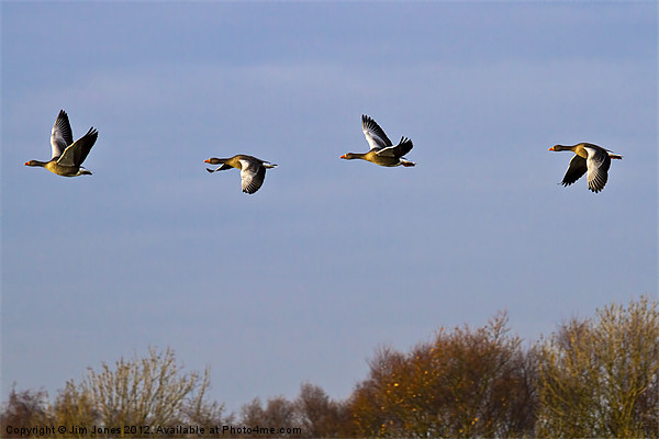Greylag Geese (Ansur Ansur) in flight Picture Board by Jim Jones