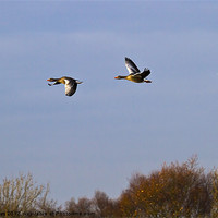 Buy canvas prints of Greylag Geese (Ansur Ansur) in flight by Jim Jones