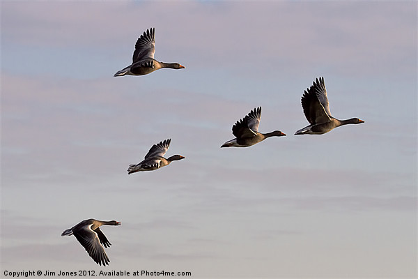 Greylag Geese (Ansur Ansur) in flight (2) Picture Board by Jim Jones