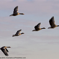 Buy canvas prints of Greylag Geese (Ansur Ansur) in flight (2) by Jim Jones