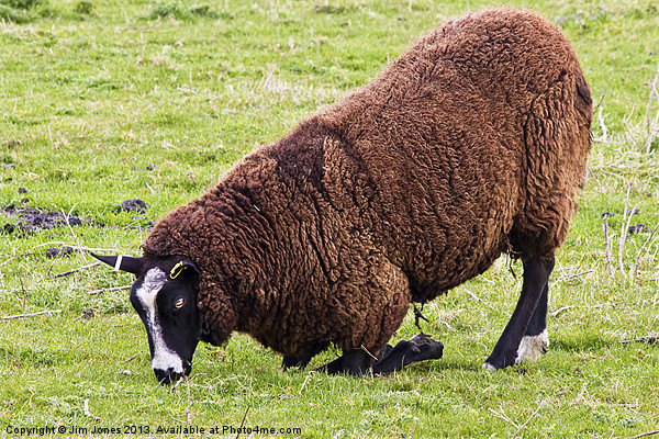 Dutch Zwartbles Sheep grazing Picture Board by Jim Jones
