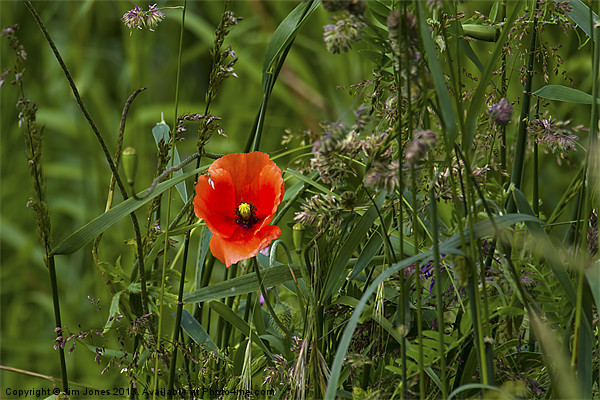 Poppy amongst the grasses Picture Board by Jim Jones